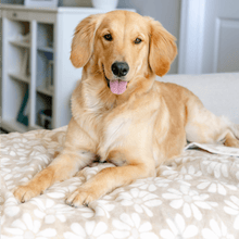 Load image into Gallery viewer, ChappyWrap Fresh as a Daisy Wheat Dog Blanket